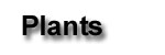 Plants