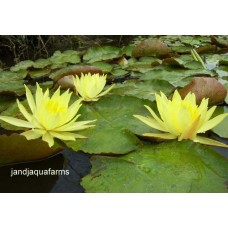 Three Small Yellow Water Lilies