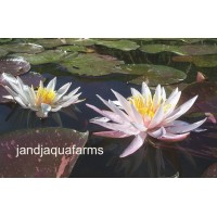 Arc-en-ciel Water Lily