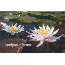 Arc-en-ciel Water Lily