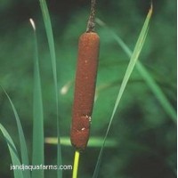 Cattail (3 plants)