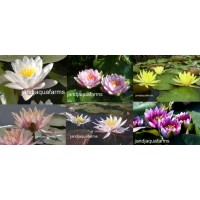 Grab Bag Water Lilies