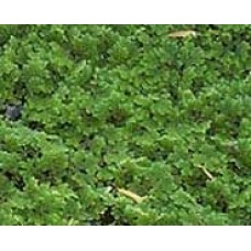 Azolla (pint by volume)