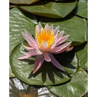 Juanita Water Lily