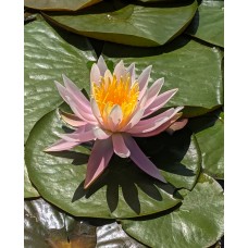 Juanita Water Lily