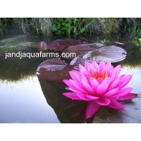Mayla Water Lily