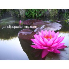 Mayla Water Lily