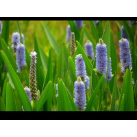 Pickerel Weed (3 plants)