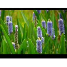 Pickerel Weed (3 plants)