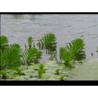 Parrot Feather (12 Plants)