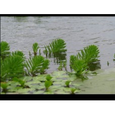 Parrot Feather (12 Plants)