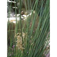 Common Rush (24 plants)