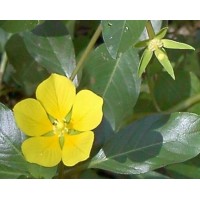 Water Primrose (12 Plants)