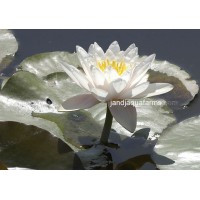 White Water Lily