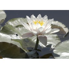White Water Lily